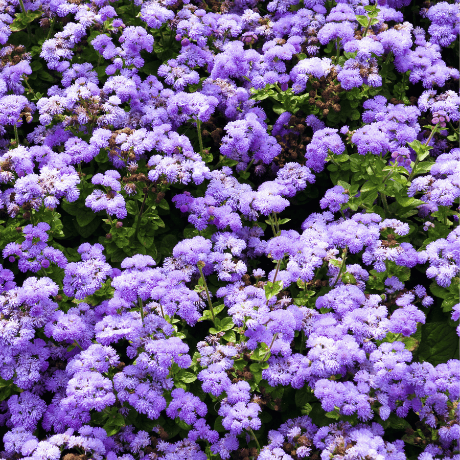 Blue Mink Dwarf Ageratum – 100 Seeds