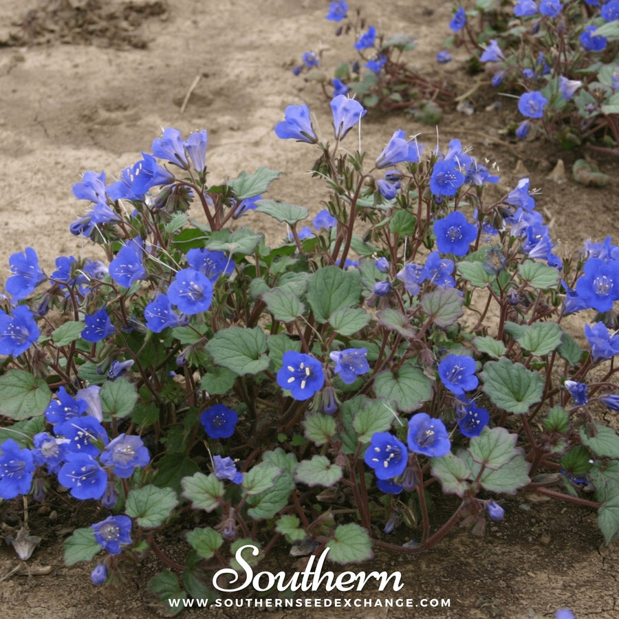 California Bluebell