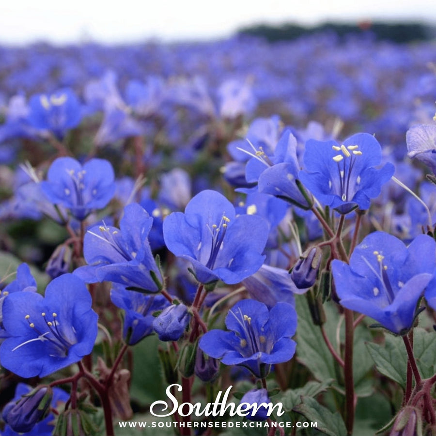 California Bluebell