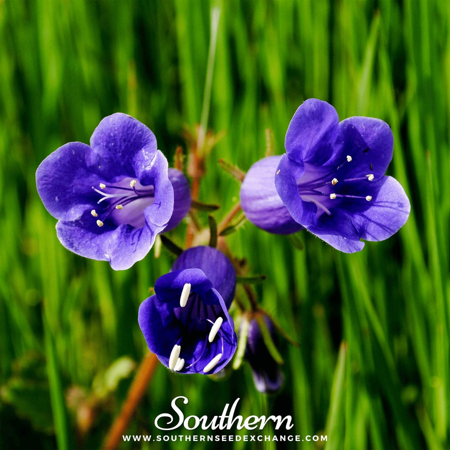 California Bluebell