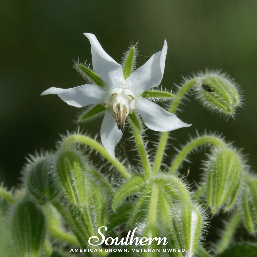 White Borage