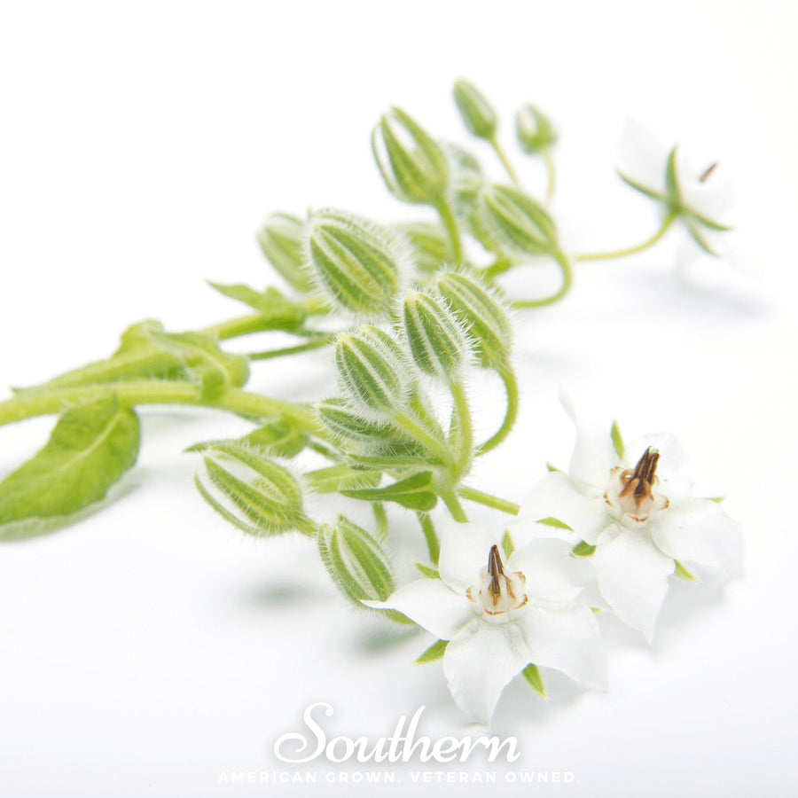 White Borage