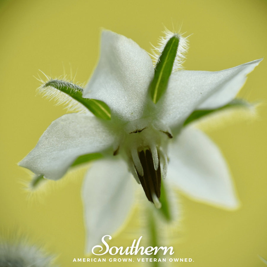 White Borage