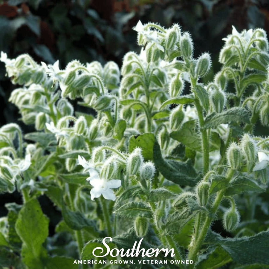 White Borage