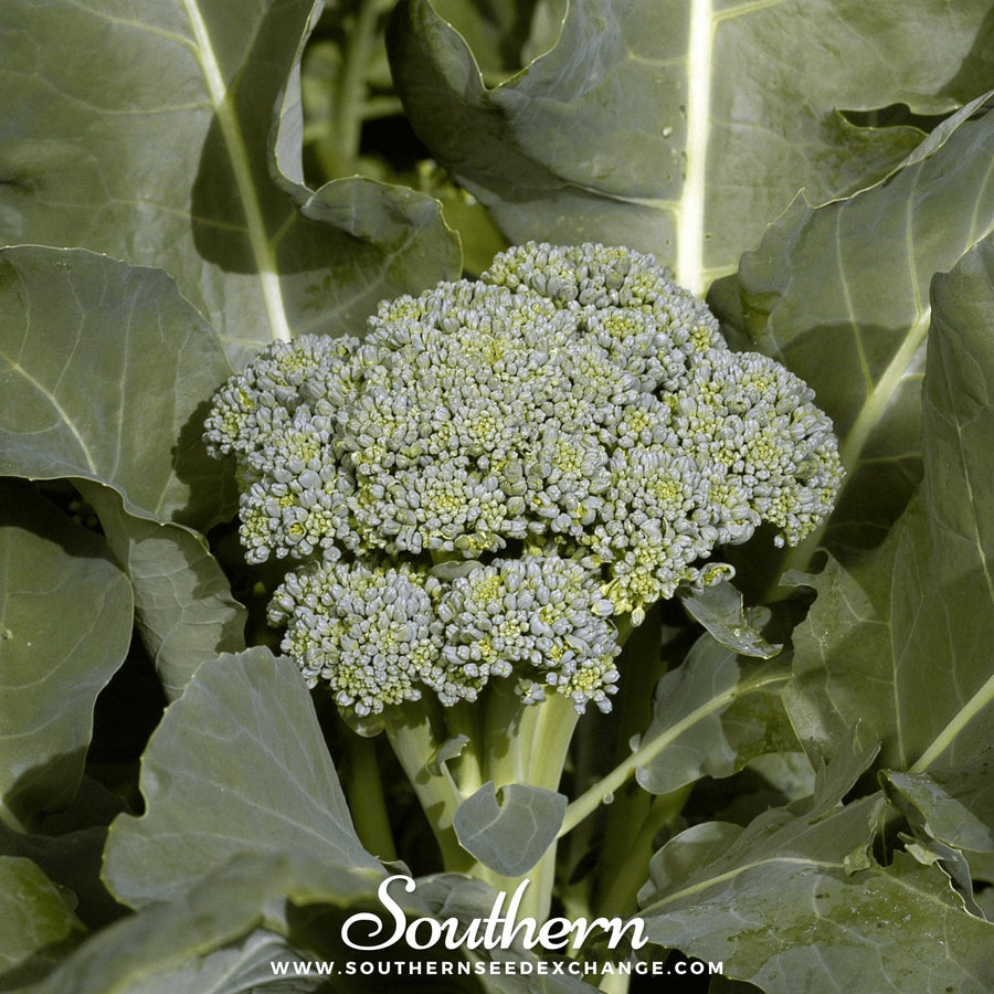 Di Cicco Broccoli – 200 Seeds
