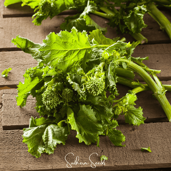 Rapini Raab Broccoli – 100 Seeds