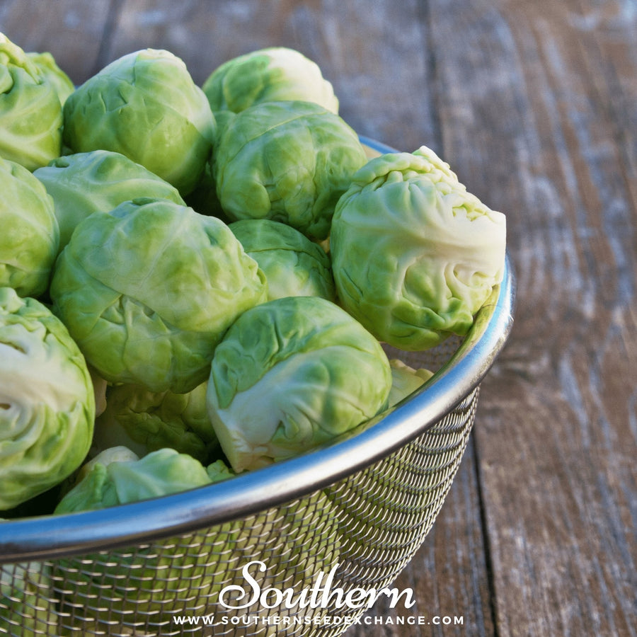 Catskill Brussels Sprouts – 250 Seeds