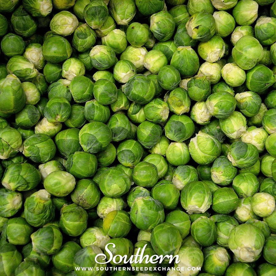 Long Island Improved Brussels Sprouts – 250 Seeds