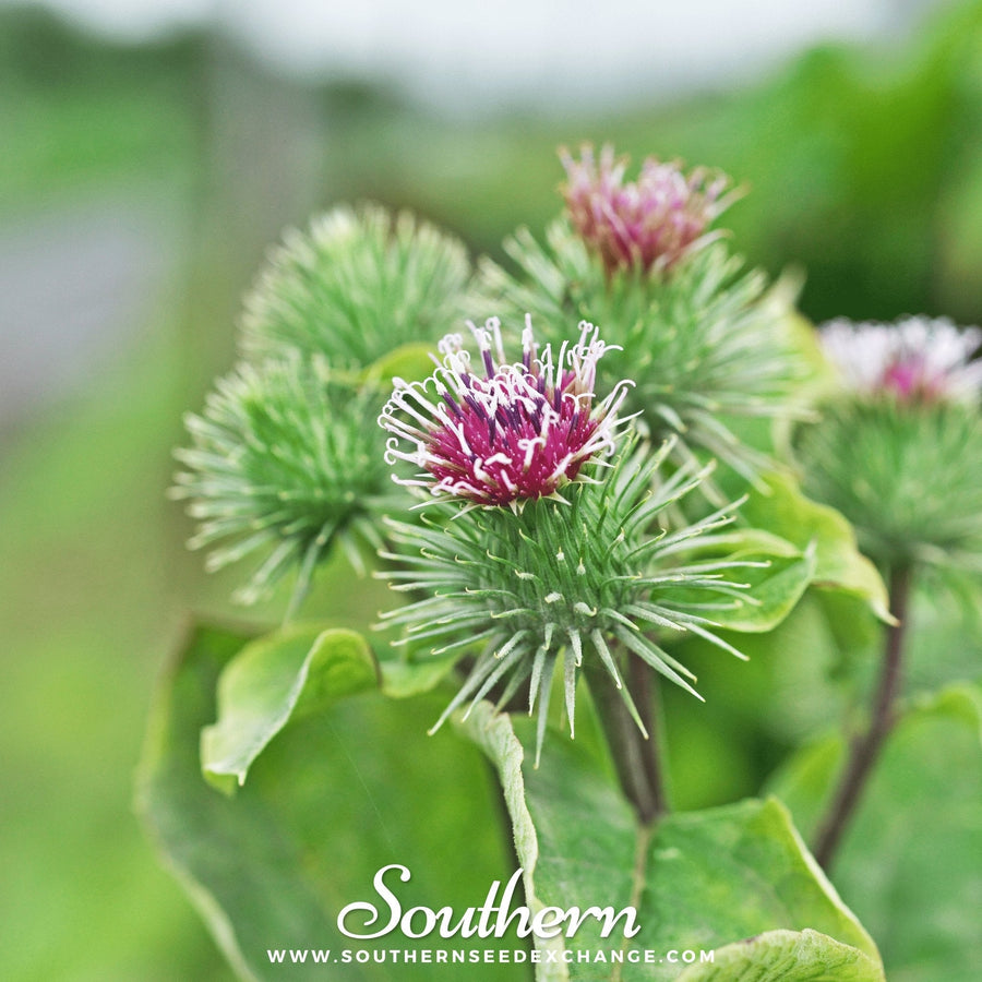Burdock – 50 Seeds