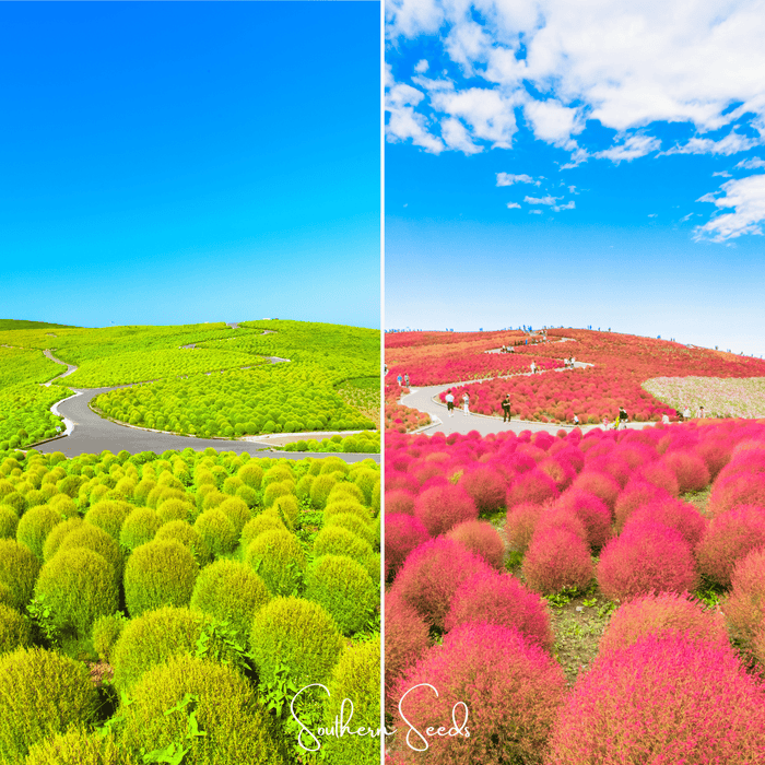 Burning Bush