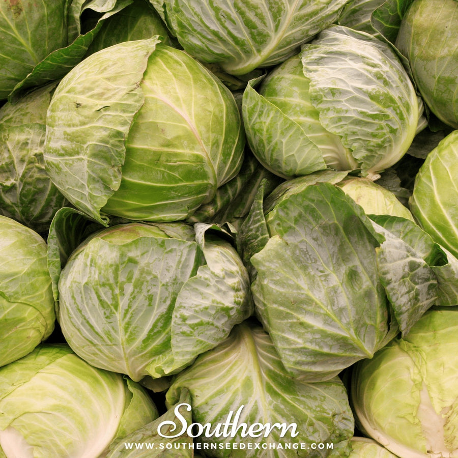 Golden Acre Cabbage – 100 Seeds