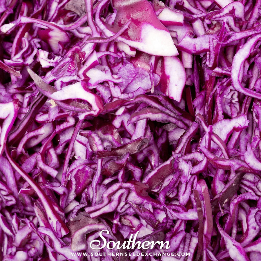 Mammoth Red Rock Cabbage