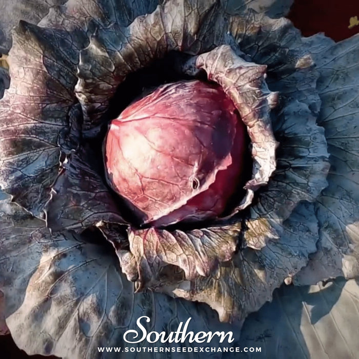 Mammoth Red Rock Cabbage