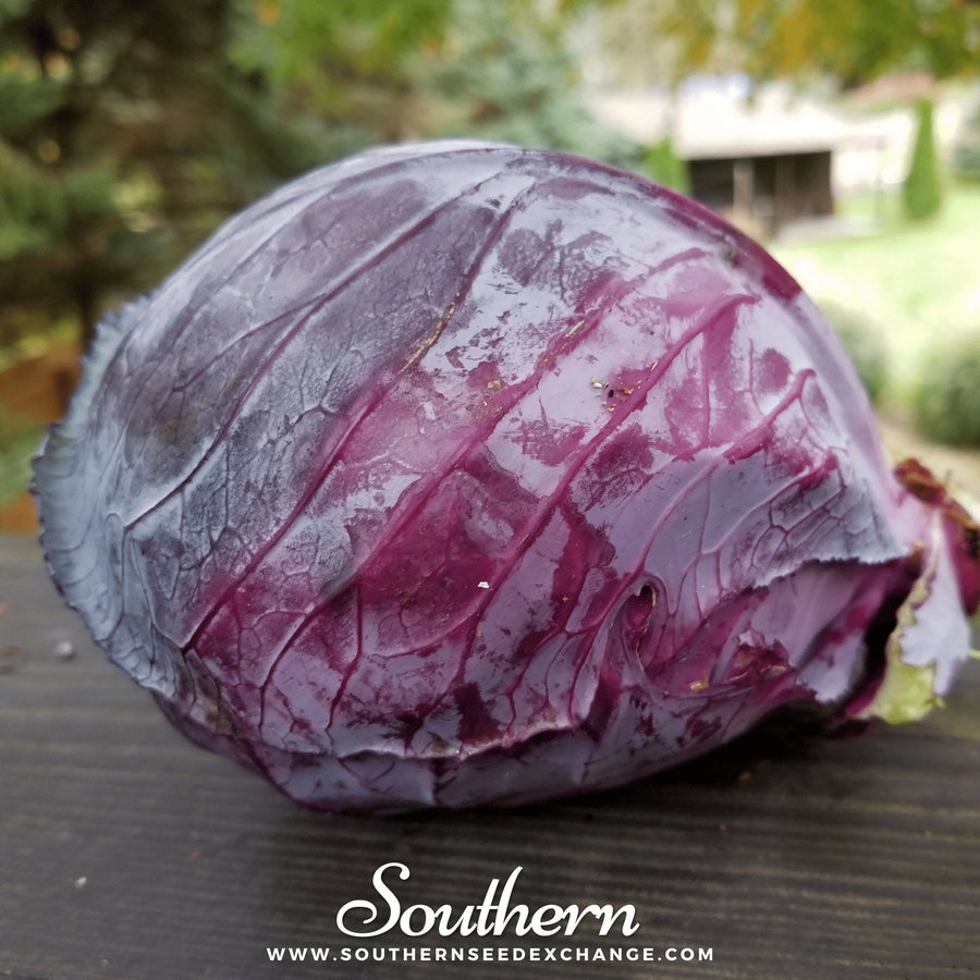 Mammoth Red Rock Cabbage