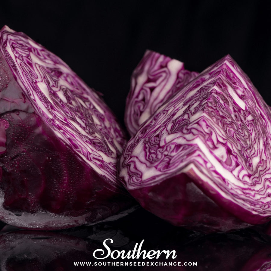 Mammoth Red Rock Cabbage