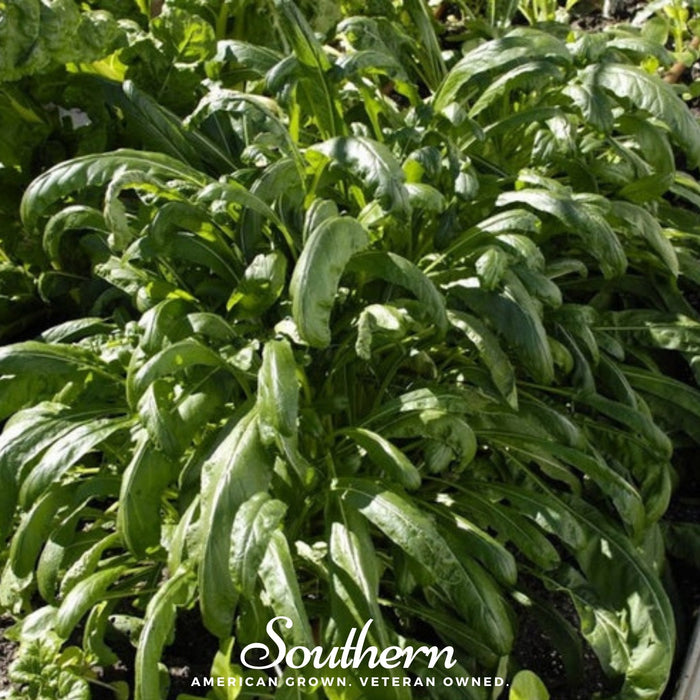 Mibuna Chinese Cabbage