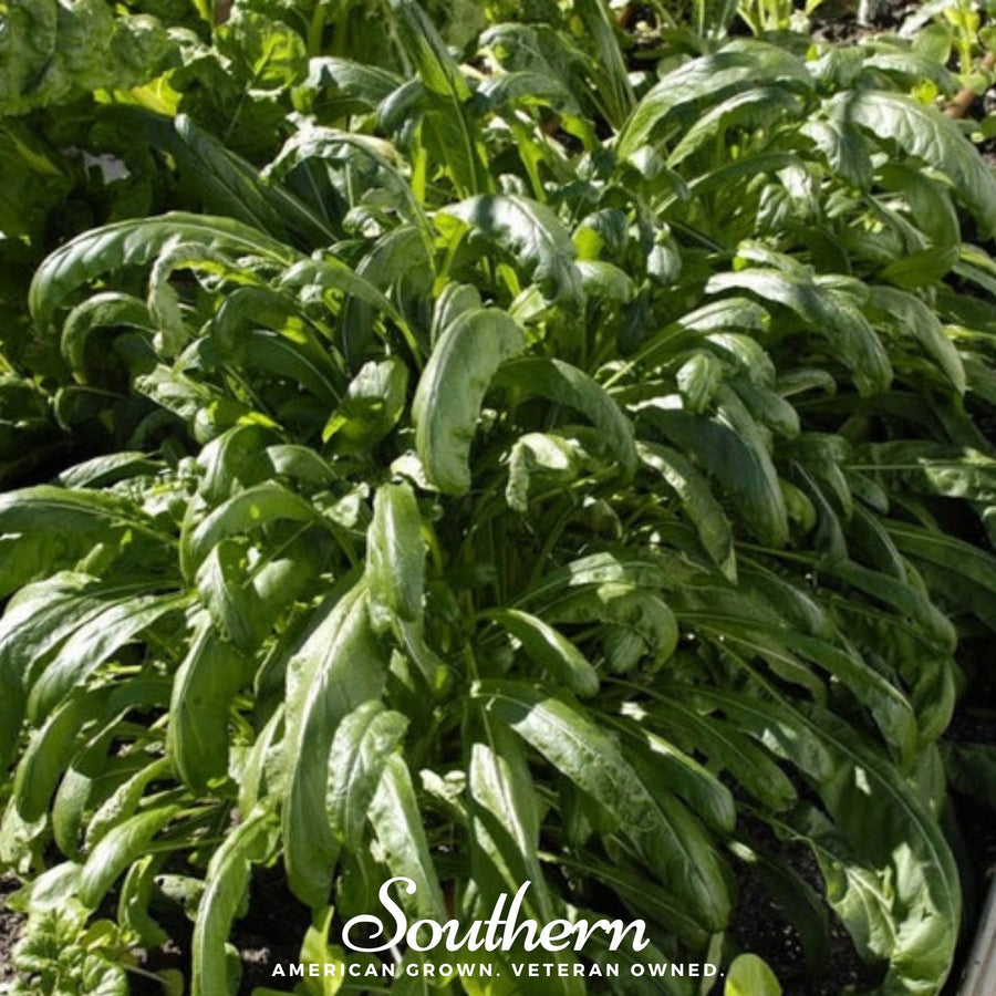 Mibuna Chinese Cabbage