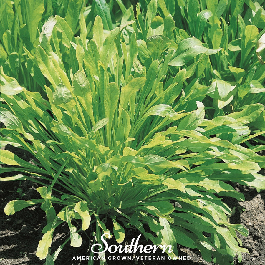 Mibuna Chinese Cabbage