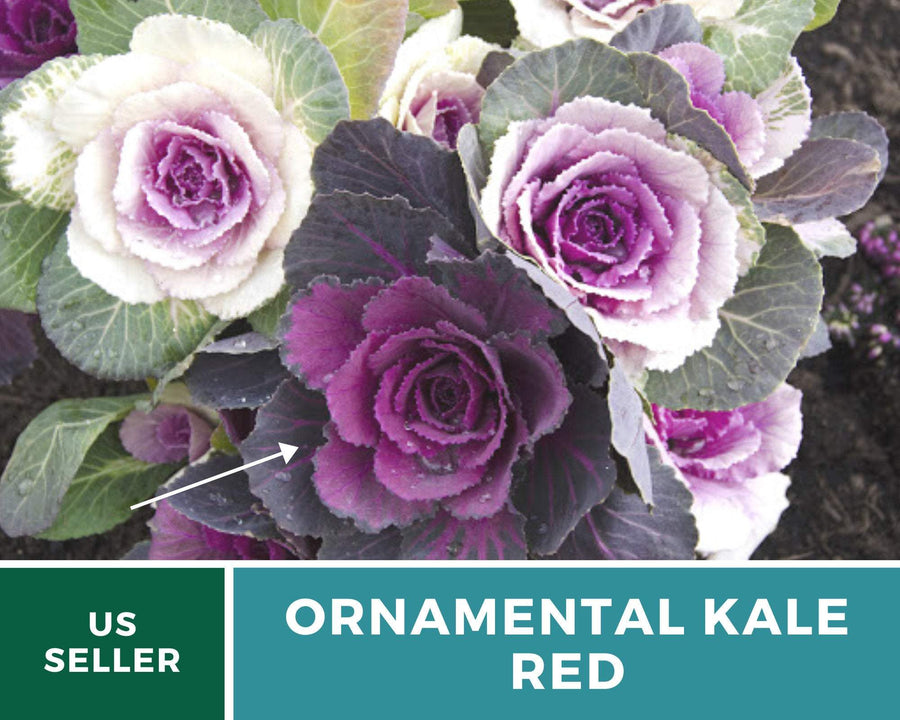 Red Ornamental Cabbage