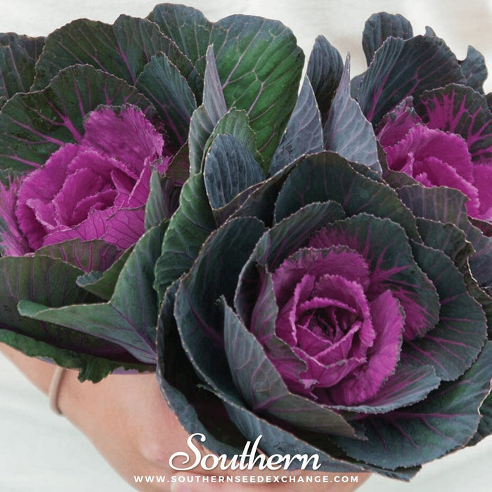 Red Ornamental Cabbage
