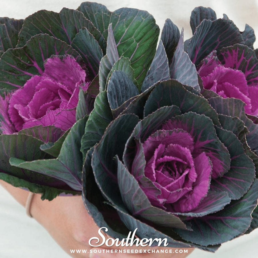 Red Ornamental Cabbage