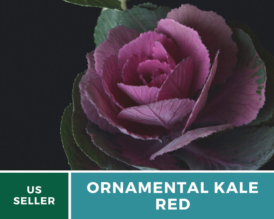 Red Ornamental Cabbage