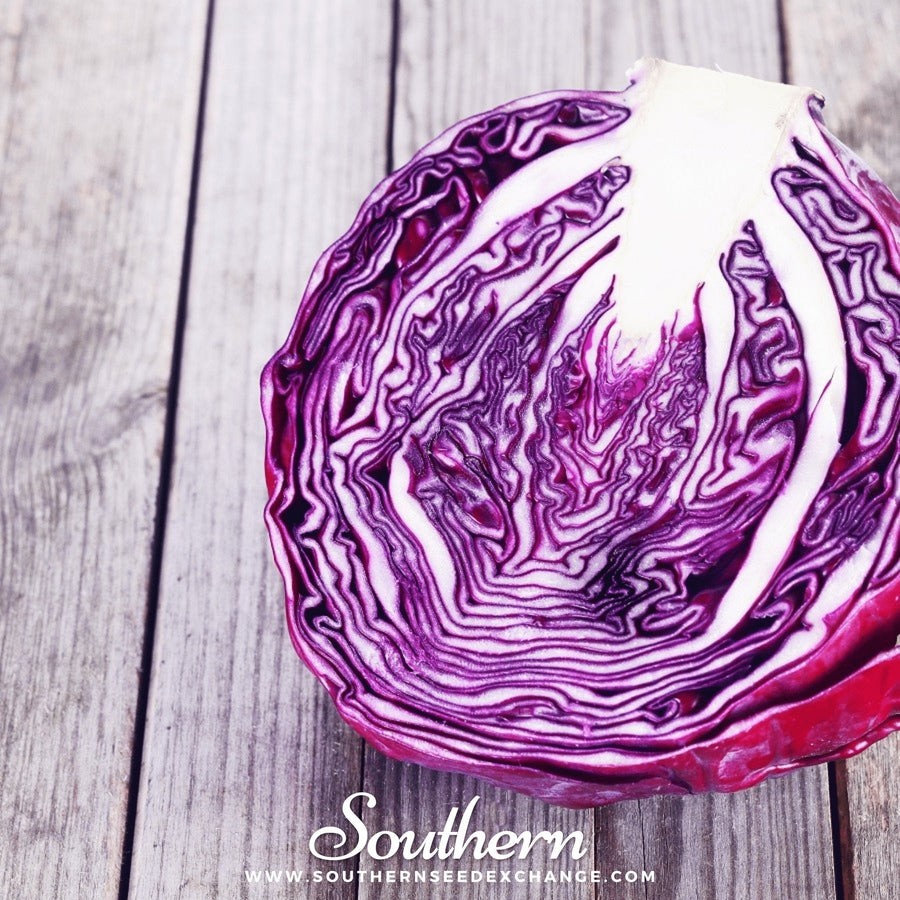 Red Acre Cabbage – 100 Seeds