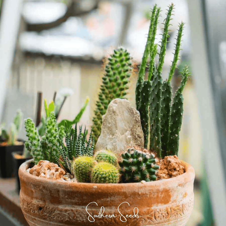 Cactus Mix – 30 Seeds