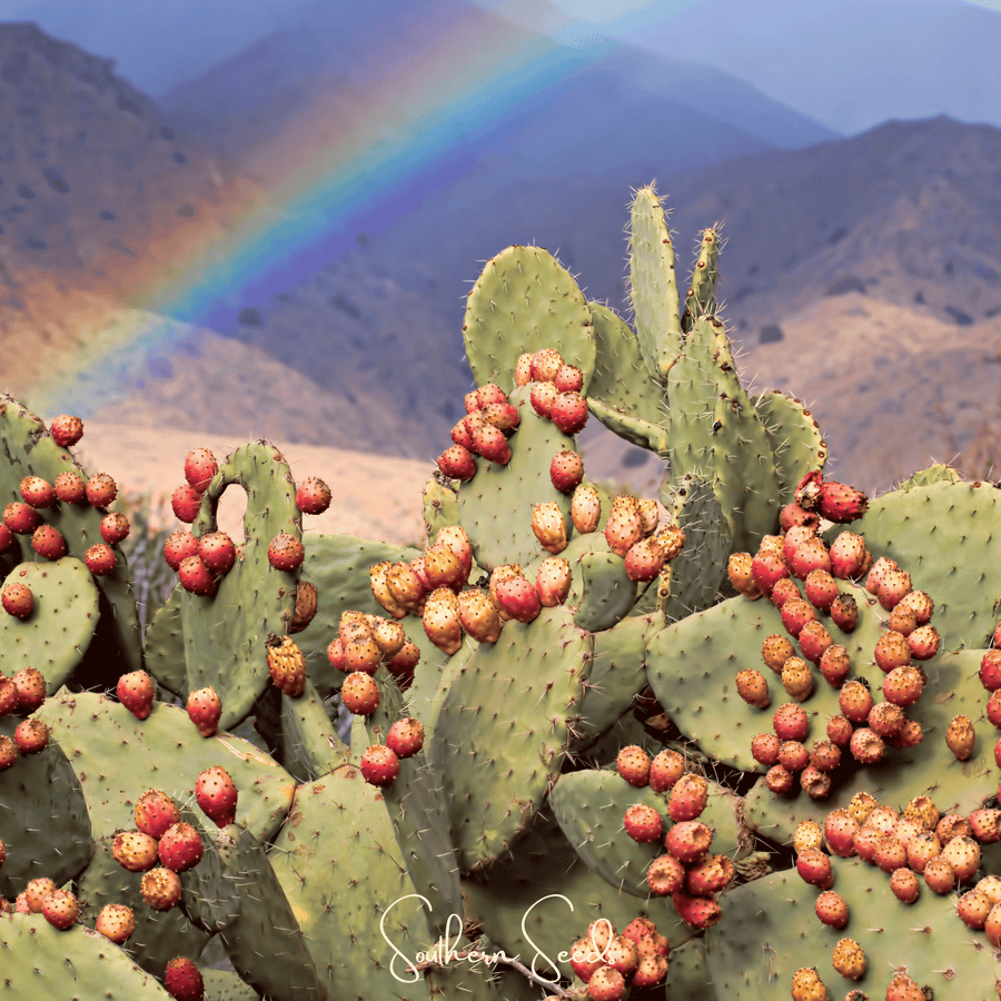 Prickly Pear Cactus