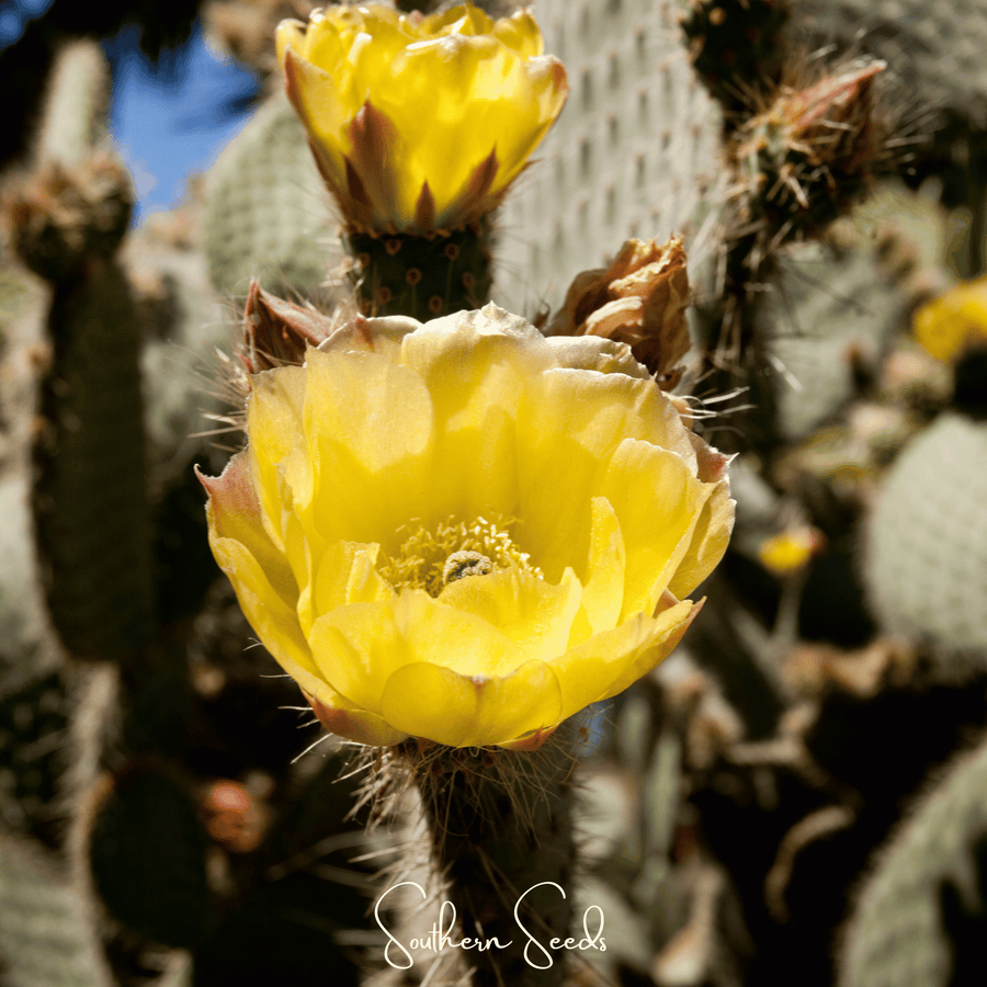 Prickly Pear Cactus