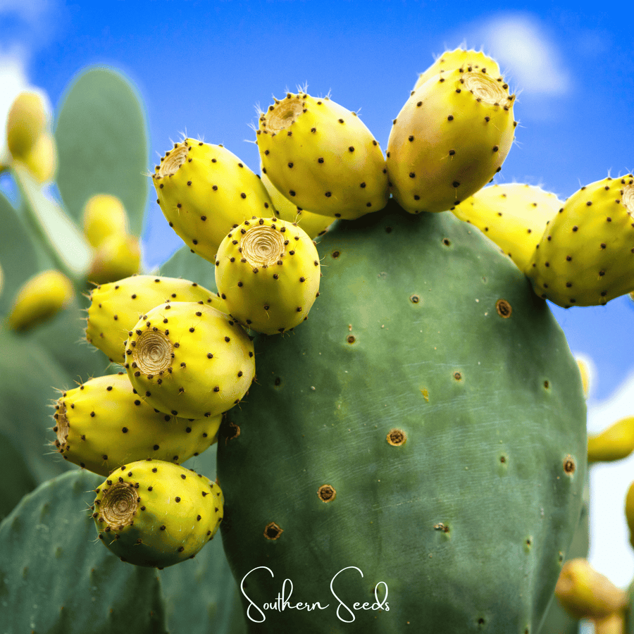 Prickly Pear Cactus