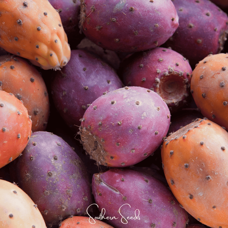 Prickly Pear Cactus