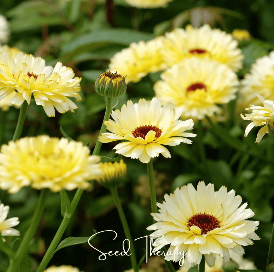 Ivory Princess Calendula – 50 Seeds