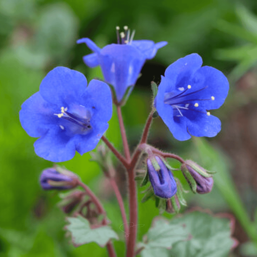 California Bluebell