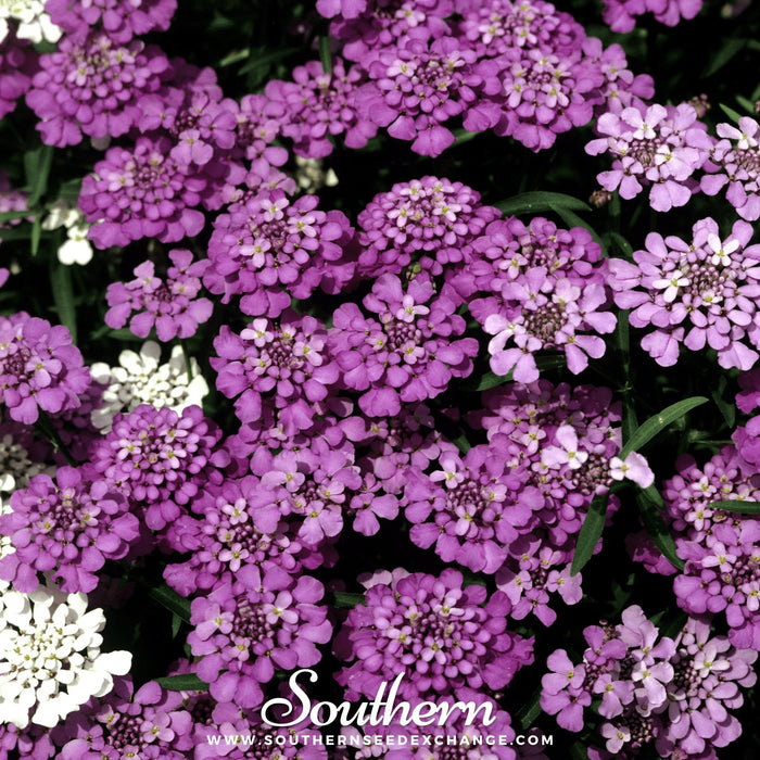 Globe Annual Candytuft