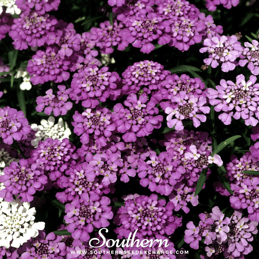 Globe Annual Candytuft