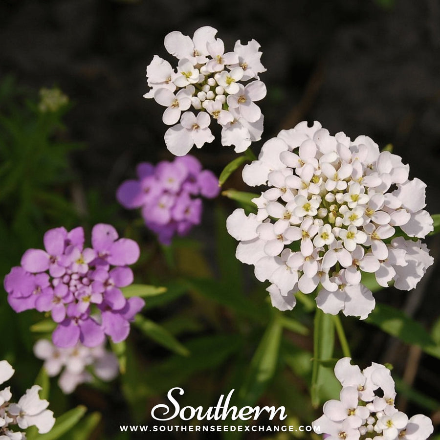 Globe Annual Candytuft