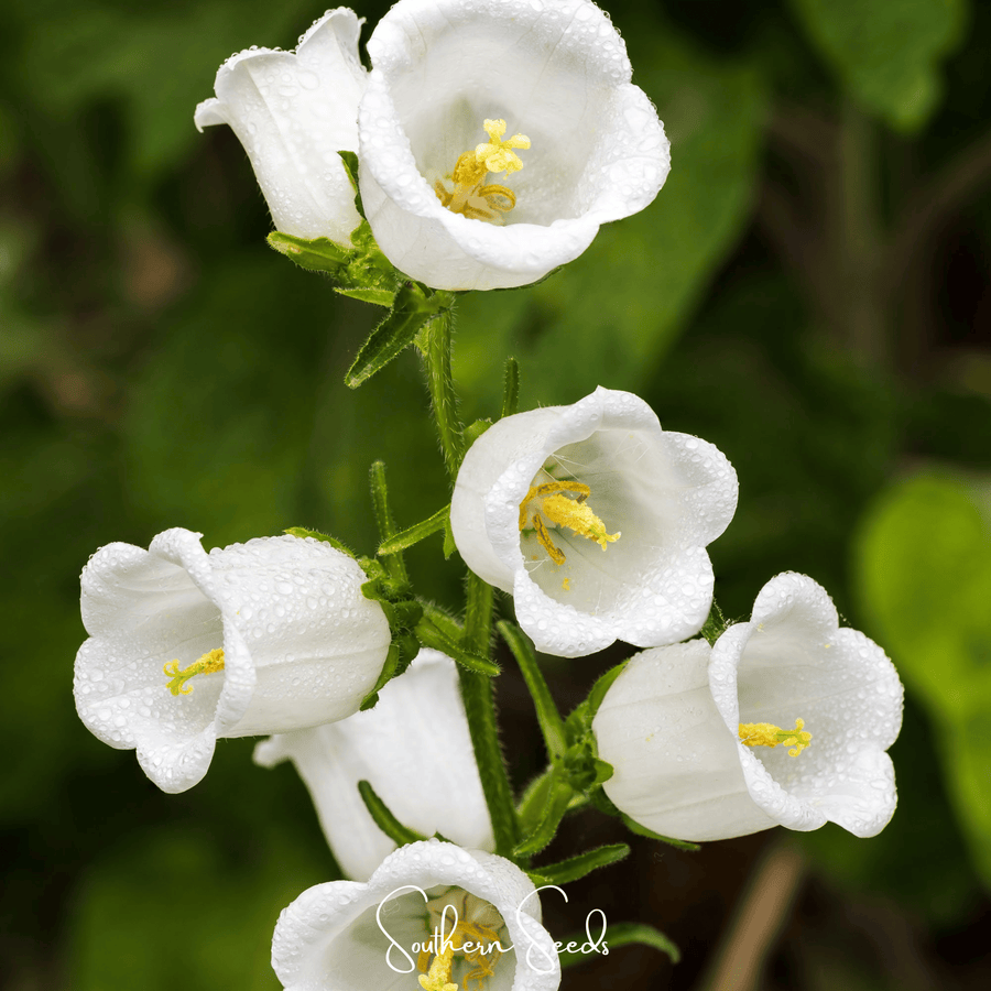 Canterbury Bells Mix – 100 Seeds
