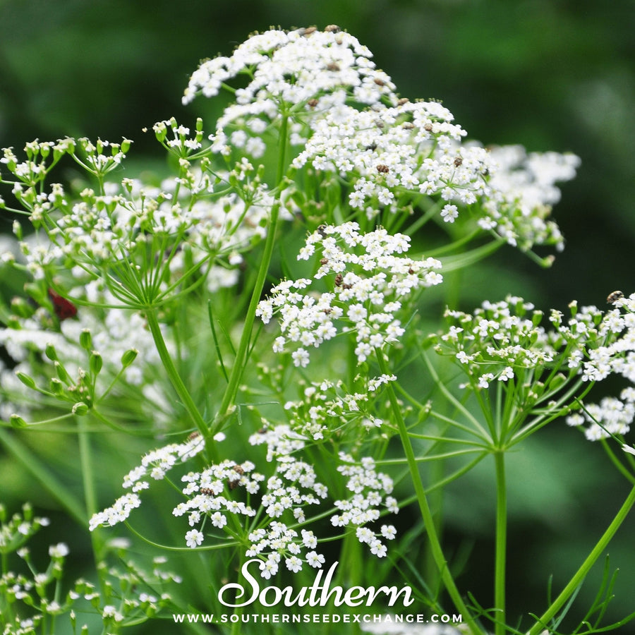 Caraway