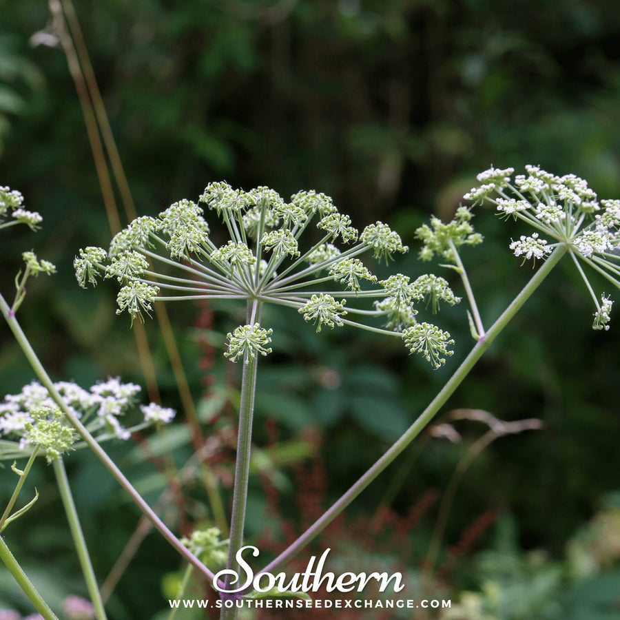 Caraway