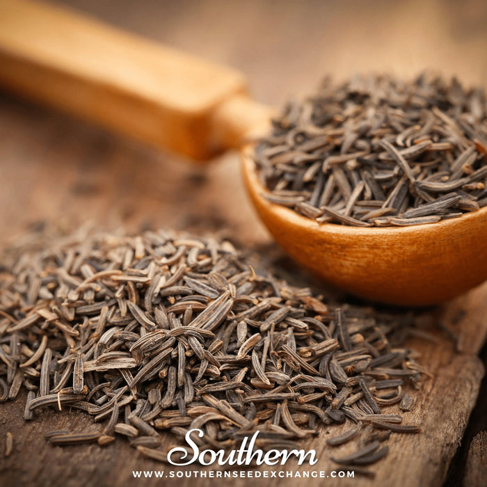 Caraway