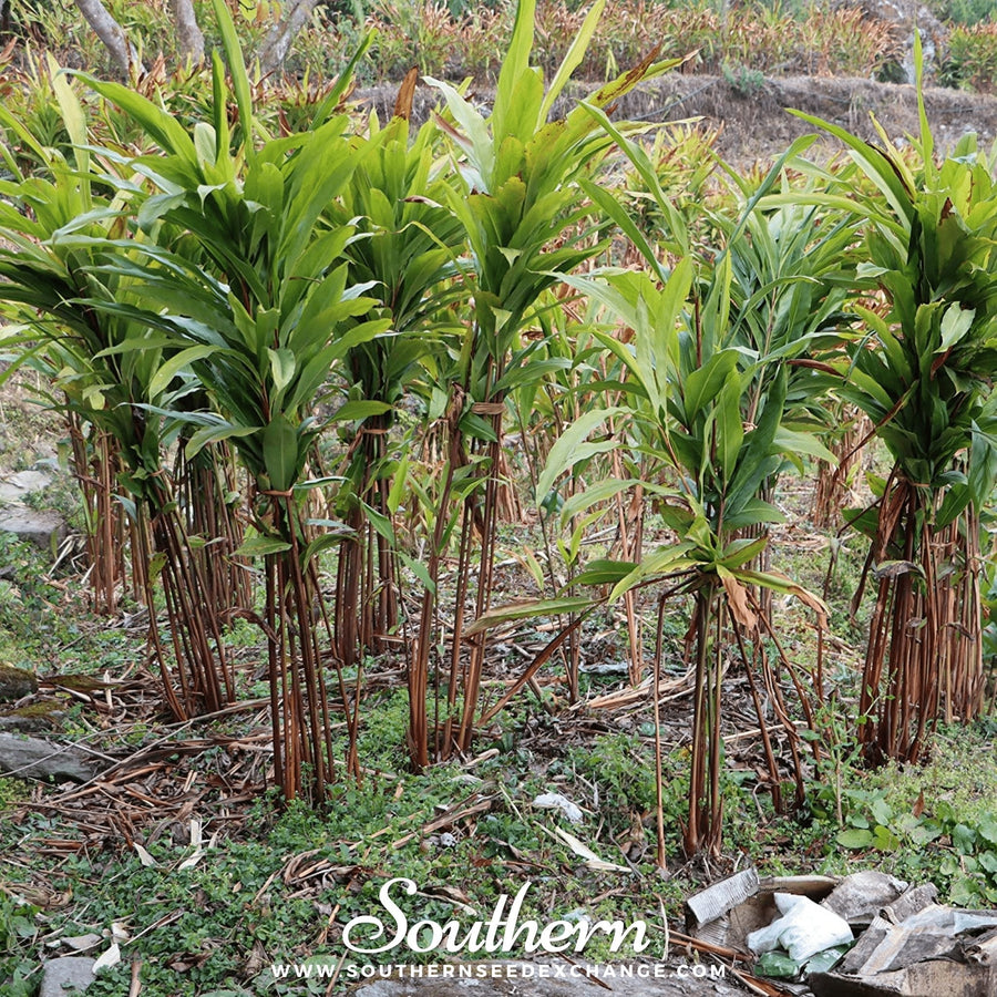 Black Cardamom
