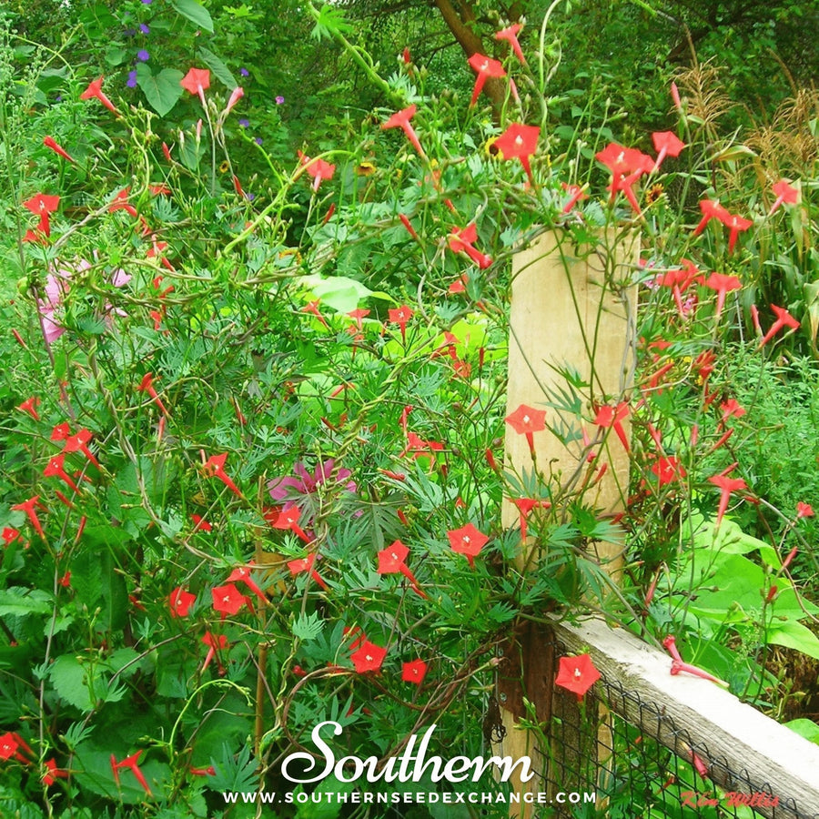 Cardinal Climber