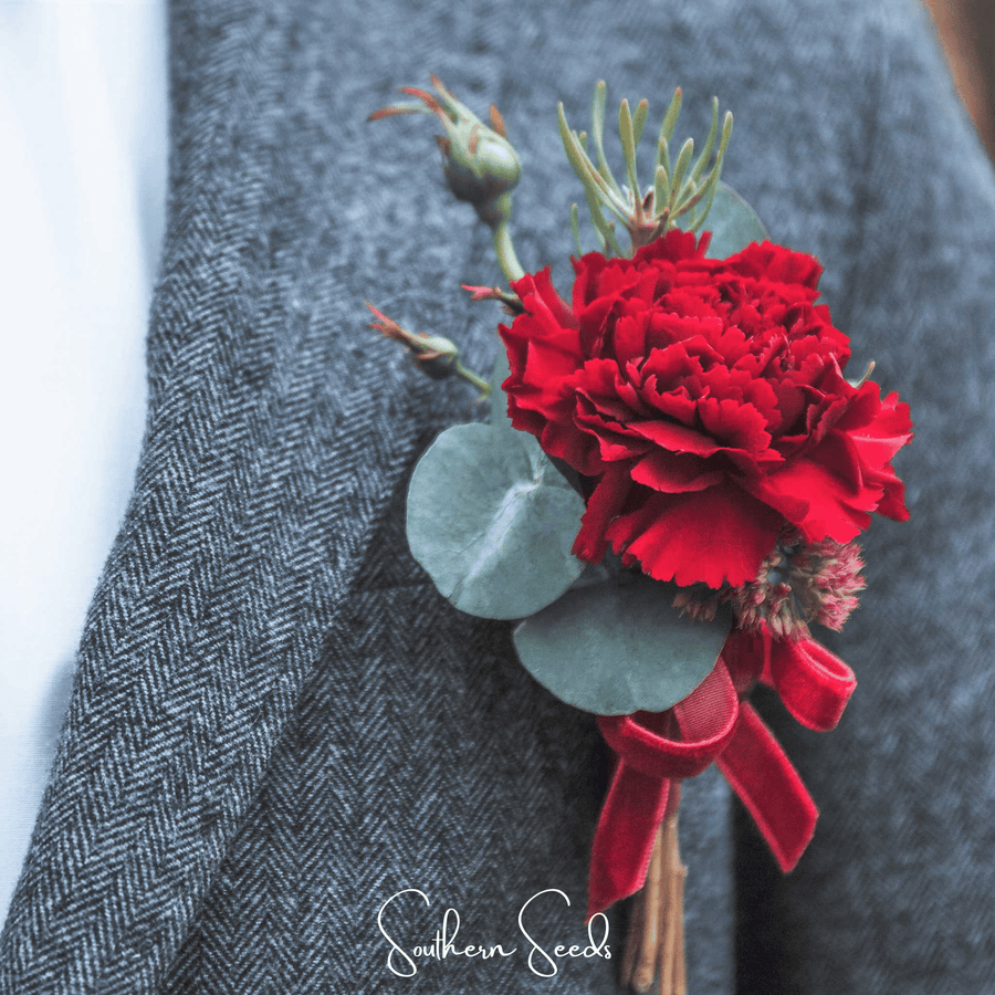 Etincellant Carnation – 25 Seeds