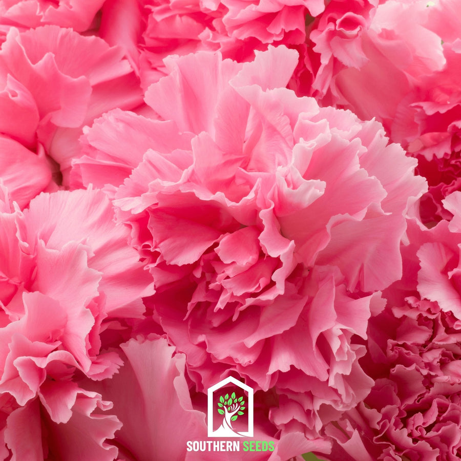 Rose Grenadin Carnation – 25 Seeds