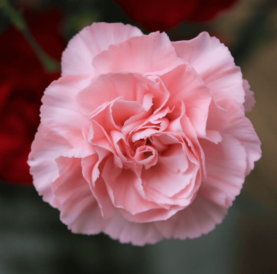 La France Carnation