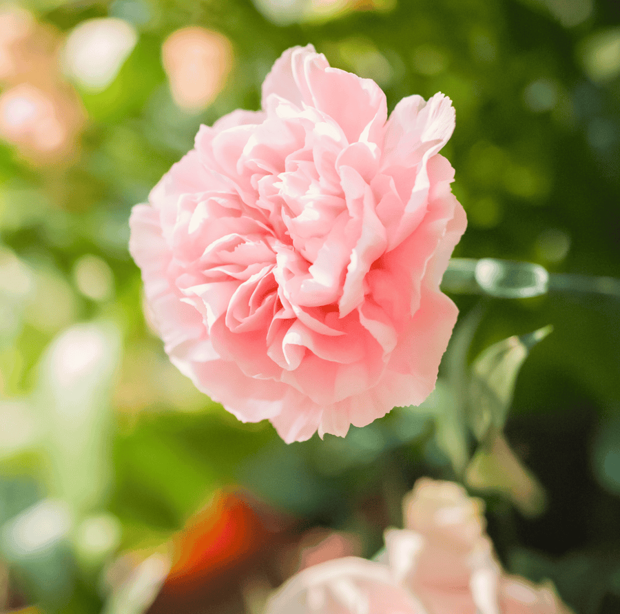 La France Carnation