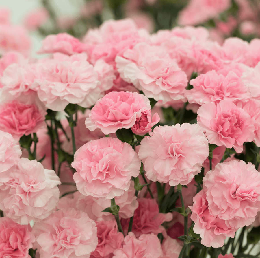 La France Carnation