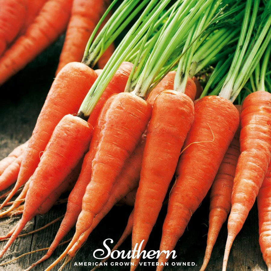 Chantenay Red Core Carrot