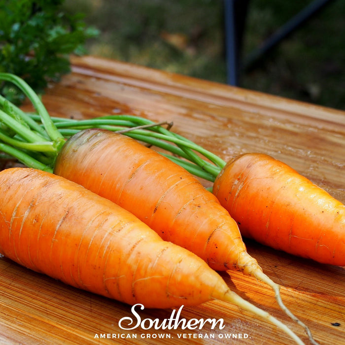 Chantenay Red Core Carrot